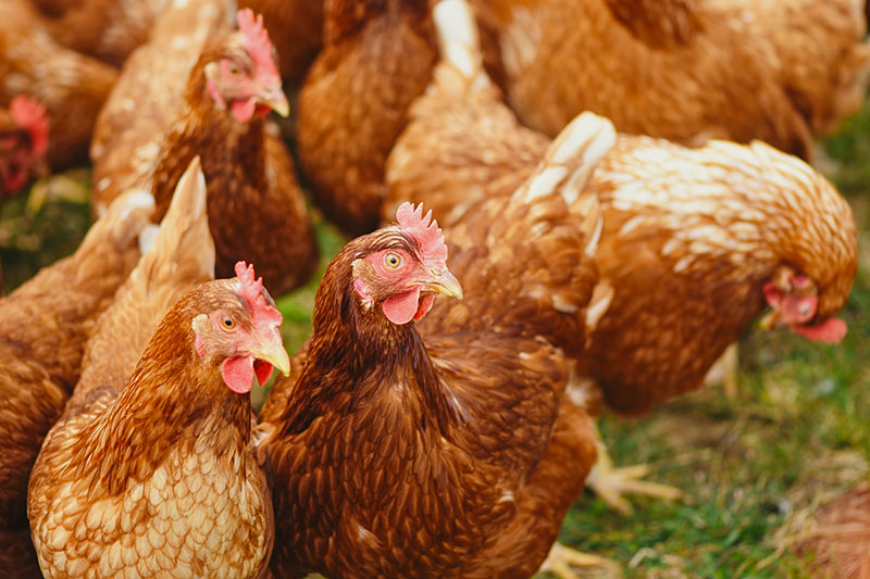 Agriculture Industry_ermcrigroup Agriculture Industry_ermcrigroup