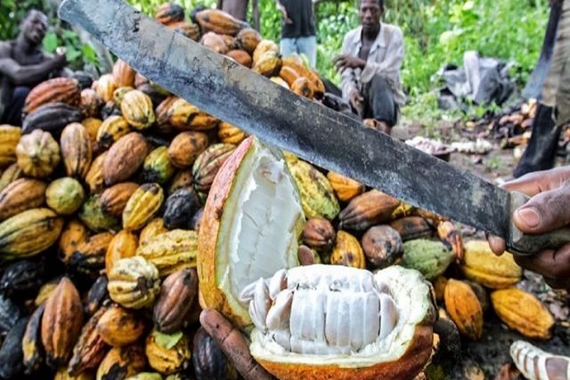 EU.cocoa.ermcri