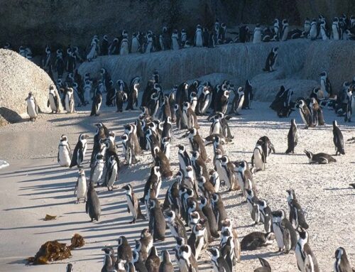 A swarm of bees killed dozens of endangered African penguins by targeting their eyes